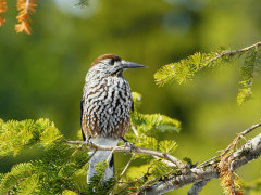 Spotted nutcracker