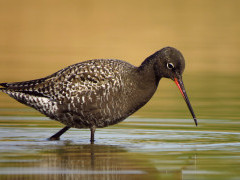 Spotted redshank
