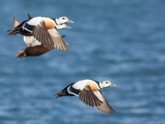 Steller's eider
