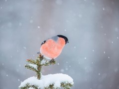 Bullfinch in winter