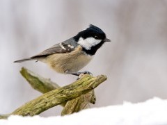 Coal tit in winter