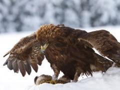 Golden eagle in winter