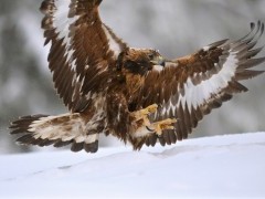 Golden eagle in winter