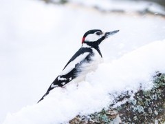 Great spotted woodpecker in winter