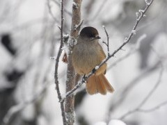 Siberian jay in winter