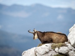 Tatra chamois