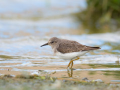 Temminck's stint