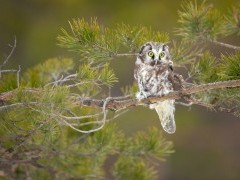 Tengmalm's owl in Slovakia