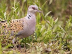 Turtle dove