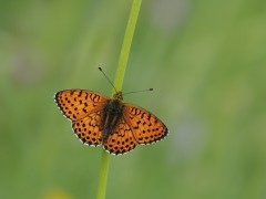 Twin spot fritillary