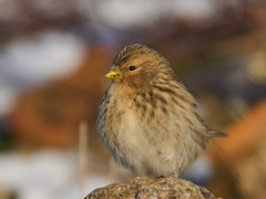 Twite in Scotland