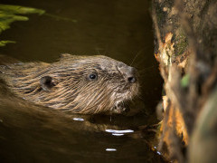 Beaver in Devon