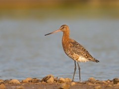 Black-tailed godwit in the UK