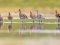 Black-tailed godwit in Devon