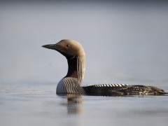 Black-throated diver
