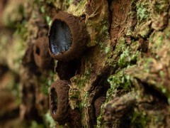 Black bulgar in Hampshire.