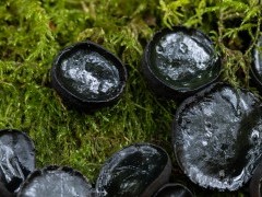 Black bulgar in Hampshire.