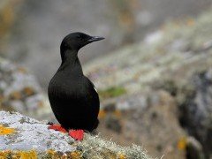 Black guillemot