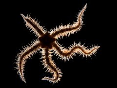 Brittlestar.