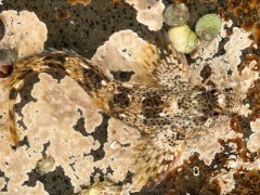 Common blenny.