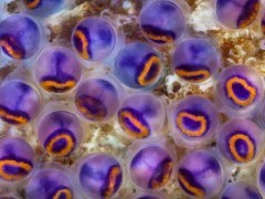 Common blenny eggs.
