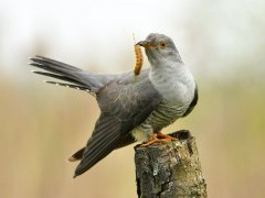 Common cuckoo