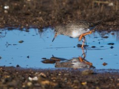 Common redshank