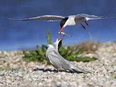 Common tern