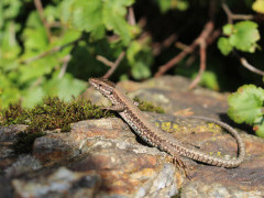 Common wall lizard in the UK