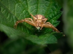 Crab spider in Hampshire.