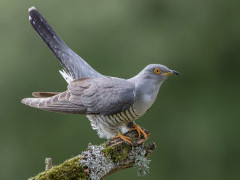 Cuckoo in Devon