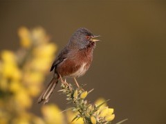 Dartford warbler in the UK