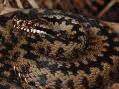 Adder in Dartmoor National Park.