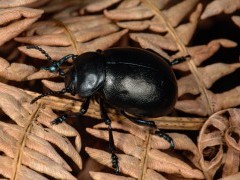 Bloody-nose beetle in Dartmoor National Park.