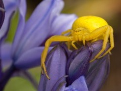 Crab spider in Dartmoor National Park.