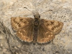 Dingy skipper in Dartmoor National Park.