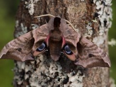 Eyed-hawk moth in Dartmoor National Park.