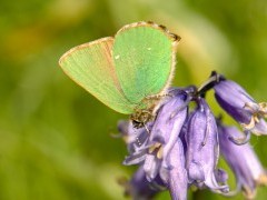 Green hairstreak in Dartmoor National Park.