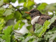 Ring ouzel in Dartmoor National Park.