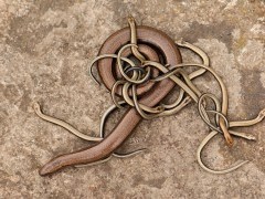 Slow worm and young in Dartmoor National Park.