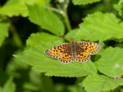 Small pearl-bordered fritillary in Dartmoor National Park