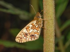 Small pearl-bordered fritillary in Dartmoor National Park