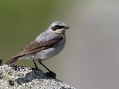 Wheatear in Dartmoor National Park.