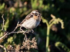 Whinchat in Dartmoor National Park.
