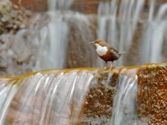 White-throated dipper in Dartmoor National Park