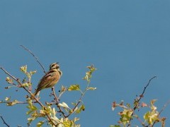 Cirl bunting in Devon.