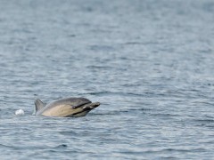 Common dolphin in Devon.