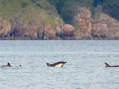 Common dolphin in Devon.