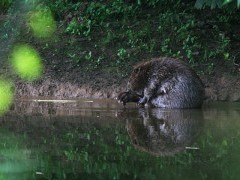 Beaver in Devon.