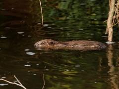Beaver kit in Devon.